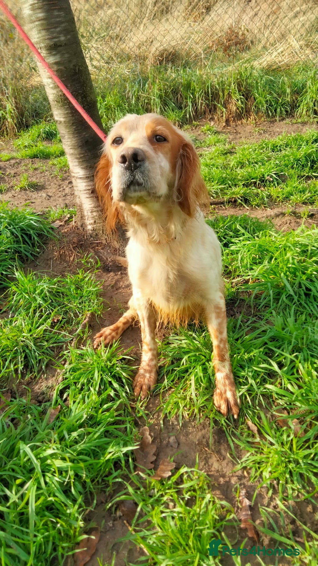 English Setter dogs for adoption: Ali   - Advert 2