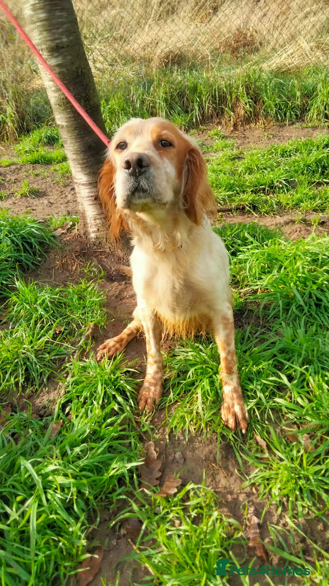 English Setter dogs for adoption: Ali   - Advert 2