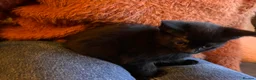 British Shorthair cats for sale: All black beautiful female kitten  - Advert 4