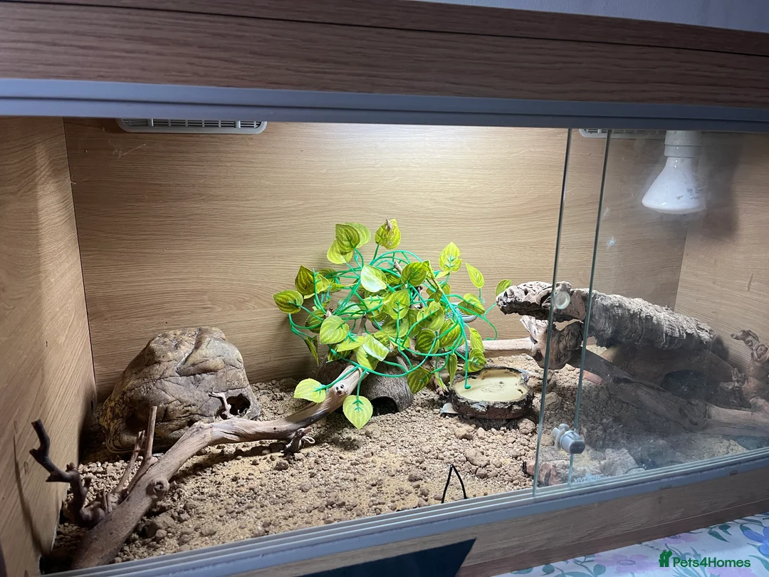 Leopard Gecko reptiles for sale: Leopard Gecko in Maidenhead - Advert 2