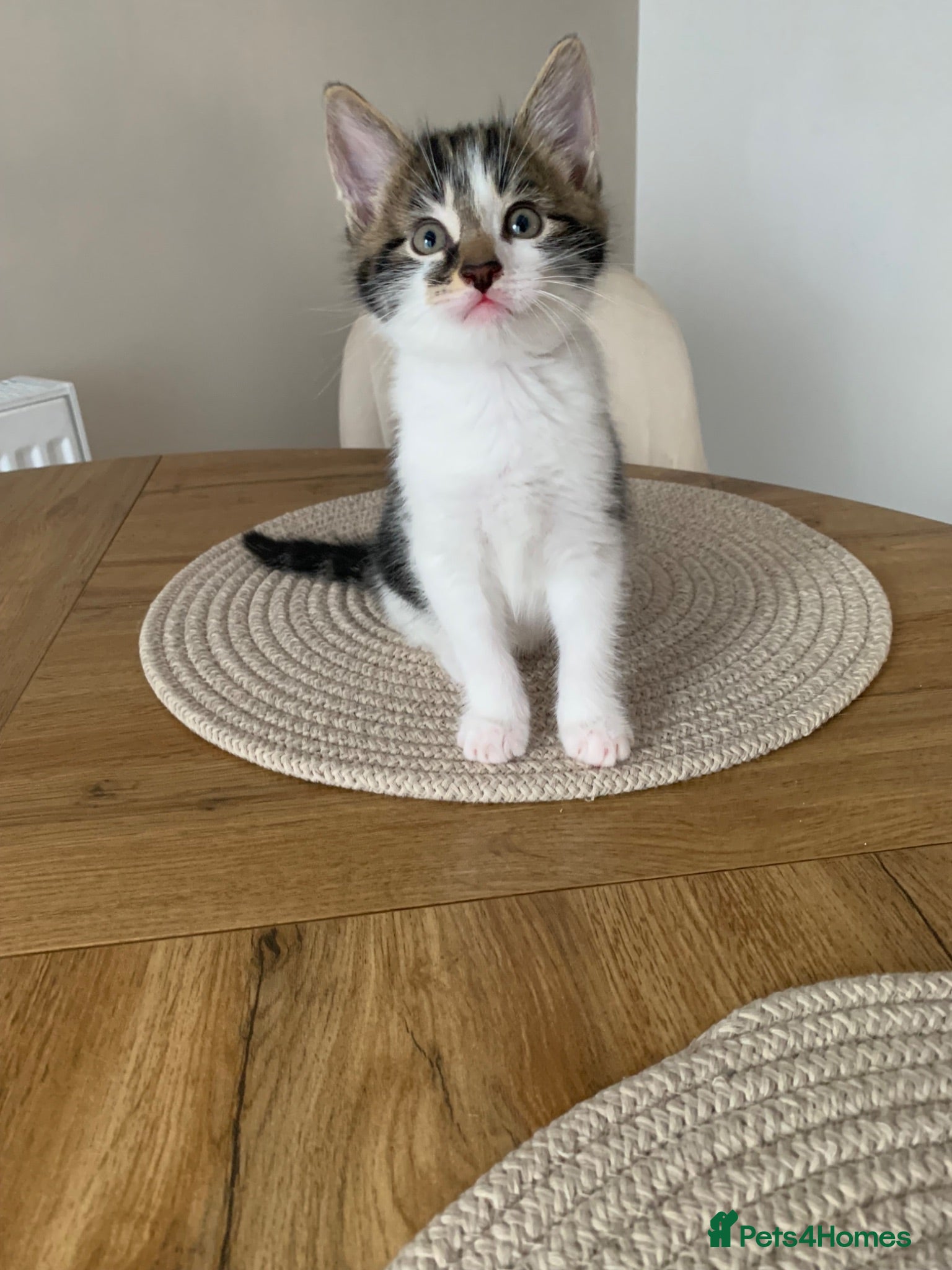Norwegian Forest Cat cats Our beautiful Norwegian forest babies 🩵 - Advert 8
