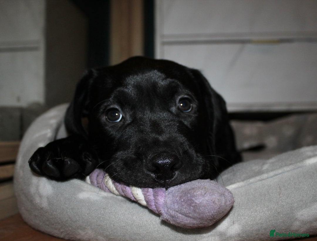 Mixed Breed dogs for sale: Labrador X pups 2 girls left !  - Advert 7