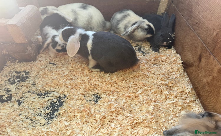 Mini Lop rabbits - Advert 8