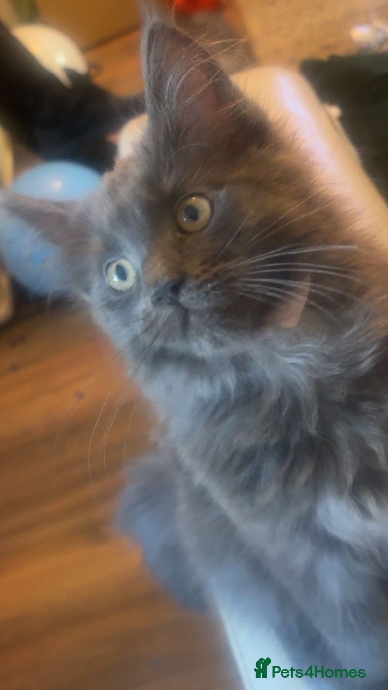 Maine Coon cats **REDUCED** PEDIGREE GCCF MAINE COON LAST ONE  - Advert 3