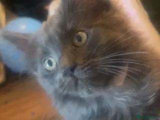 Maine Coon cats **REDUCED** PEDIGREE GCCF MAINE COON LAST ONE - Advert 5