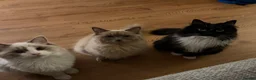 Ragdoll cats for sale: LAST FEMALE  - Advert 10