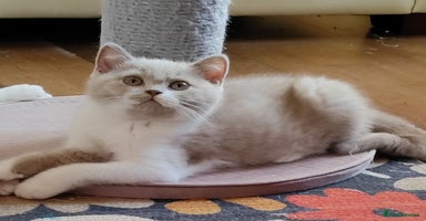 British Shorthair cats in London - Advert 11