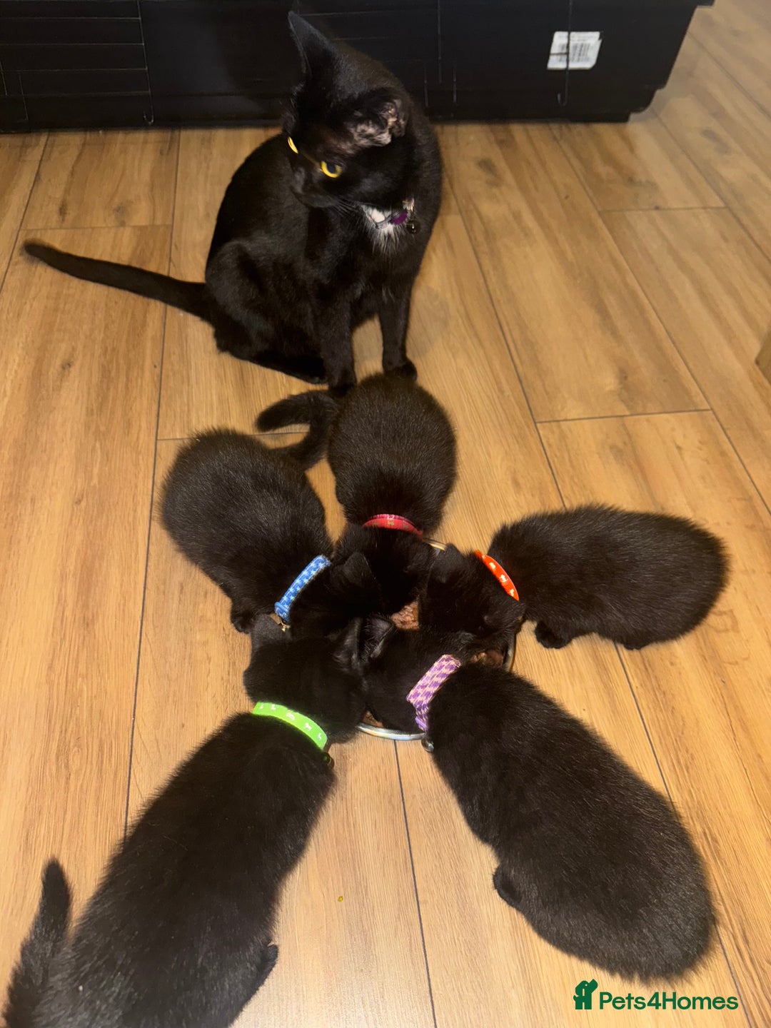 Domestic Shorthair cats for sale: Super friendly kittens wormed+fleaed - Image 4