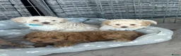 Jackapoo dogs for sale: Beautiful Jackapoos for sale  - Advert 13