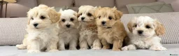 Maltipoo dogs for sale: A BEAUTIFUL ARRAY OF COLOURS AND LOVELINESS  - Advert 1
