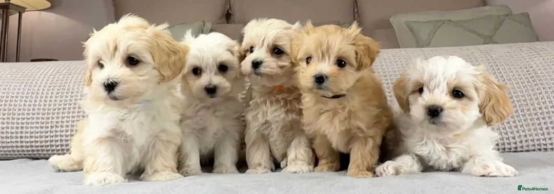 Maltipoo dogs for sale: A BEAUTIFUL ARRAY OF COLOURS AND LOVELINESS  - Advert 1