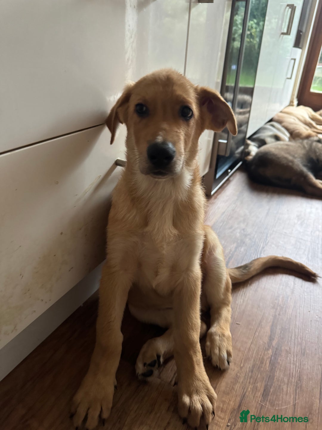 Mixed Breed dogs for sale: Beautiful Inca & handsome Nanuq PUPDATE x5 - Advert 30