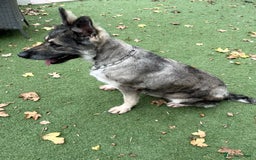 German Shepherd dogs for sale: Retirement home wanted for this lovely Gsd  - Image 10