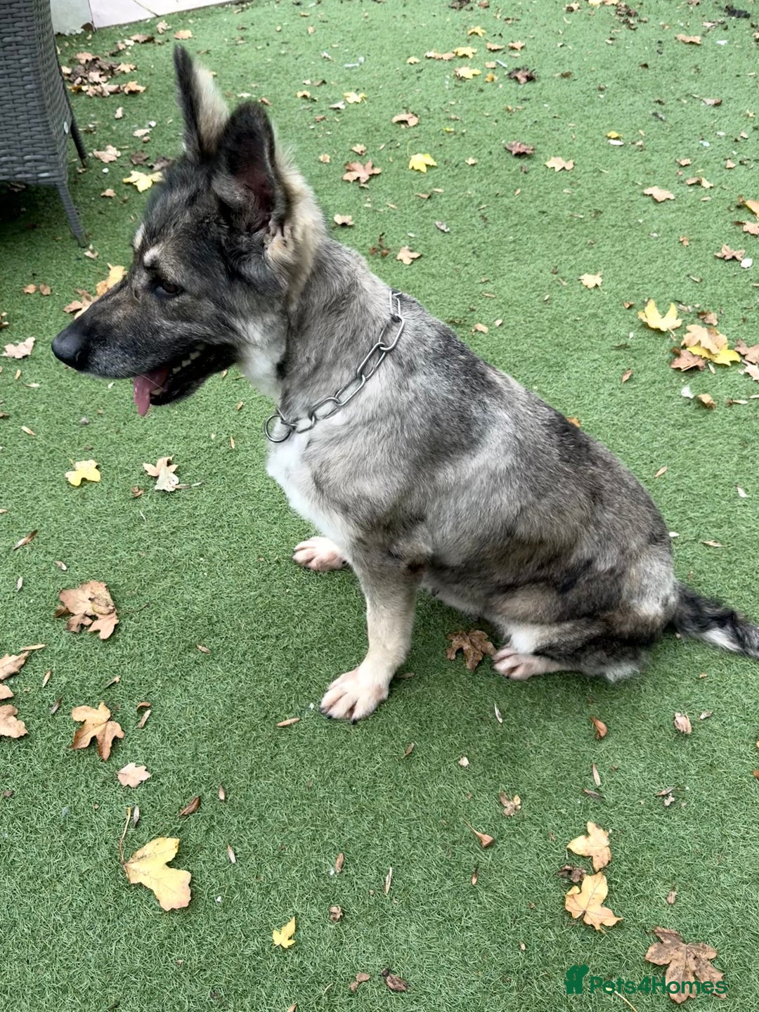German Shepherd dogs for sale: Retirement home wanted for this lovely Gsd  - Image 10