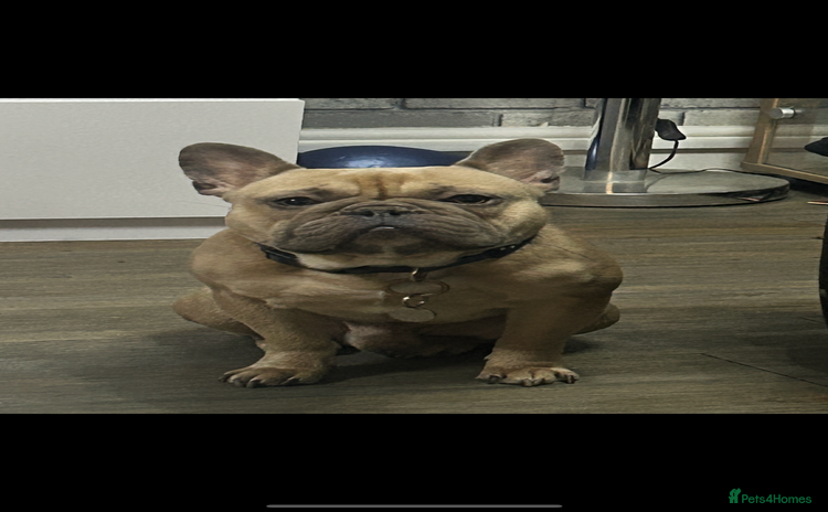 French Bulldog dogs - Advert 1