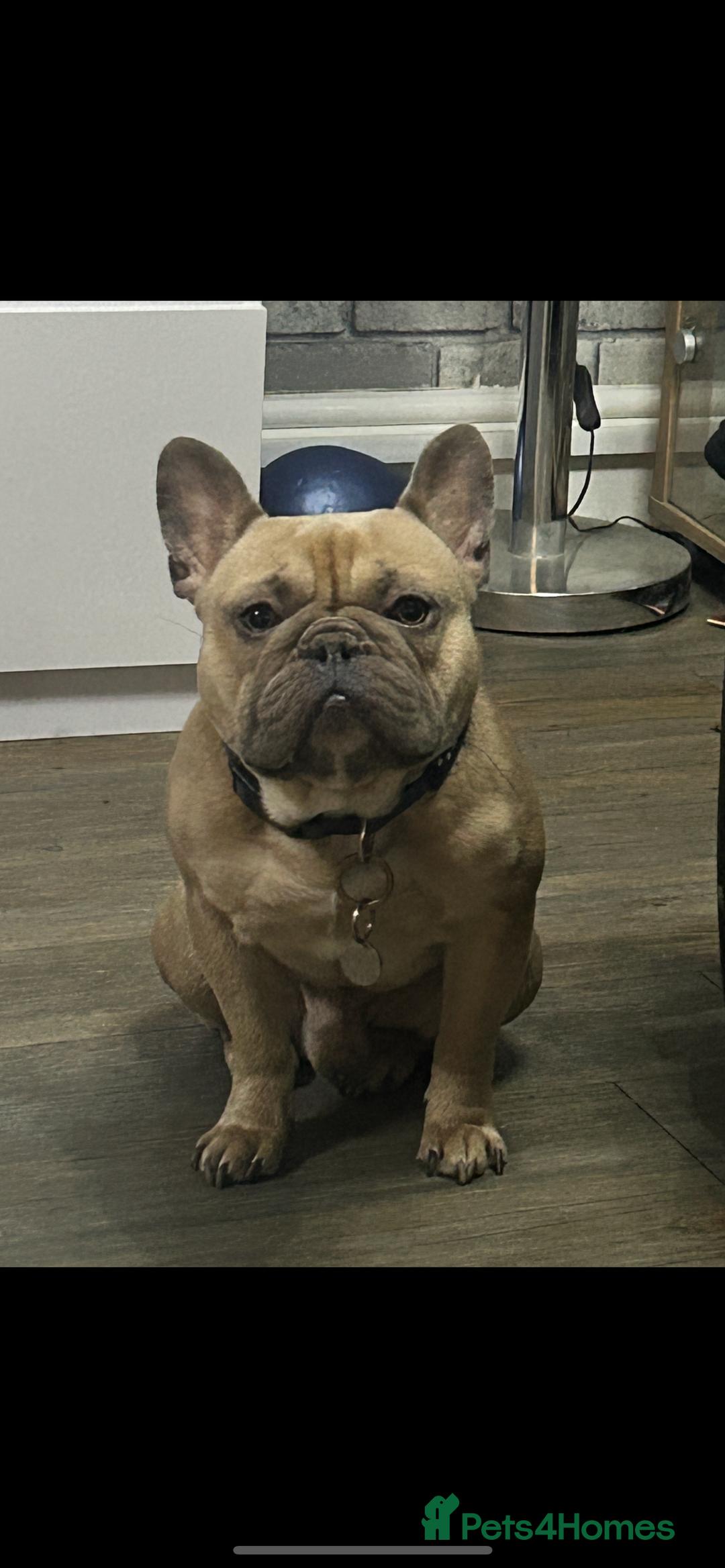 French Bulldog dogs for sale: French Bulldog Blue Fawn , Nico - Image 1