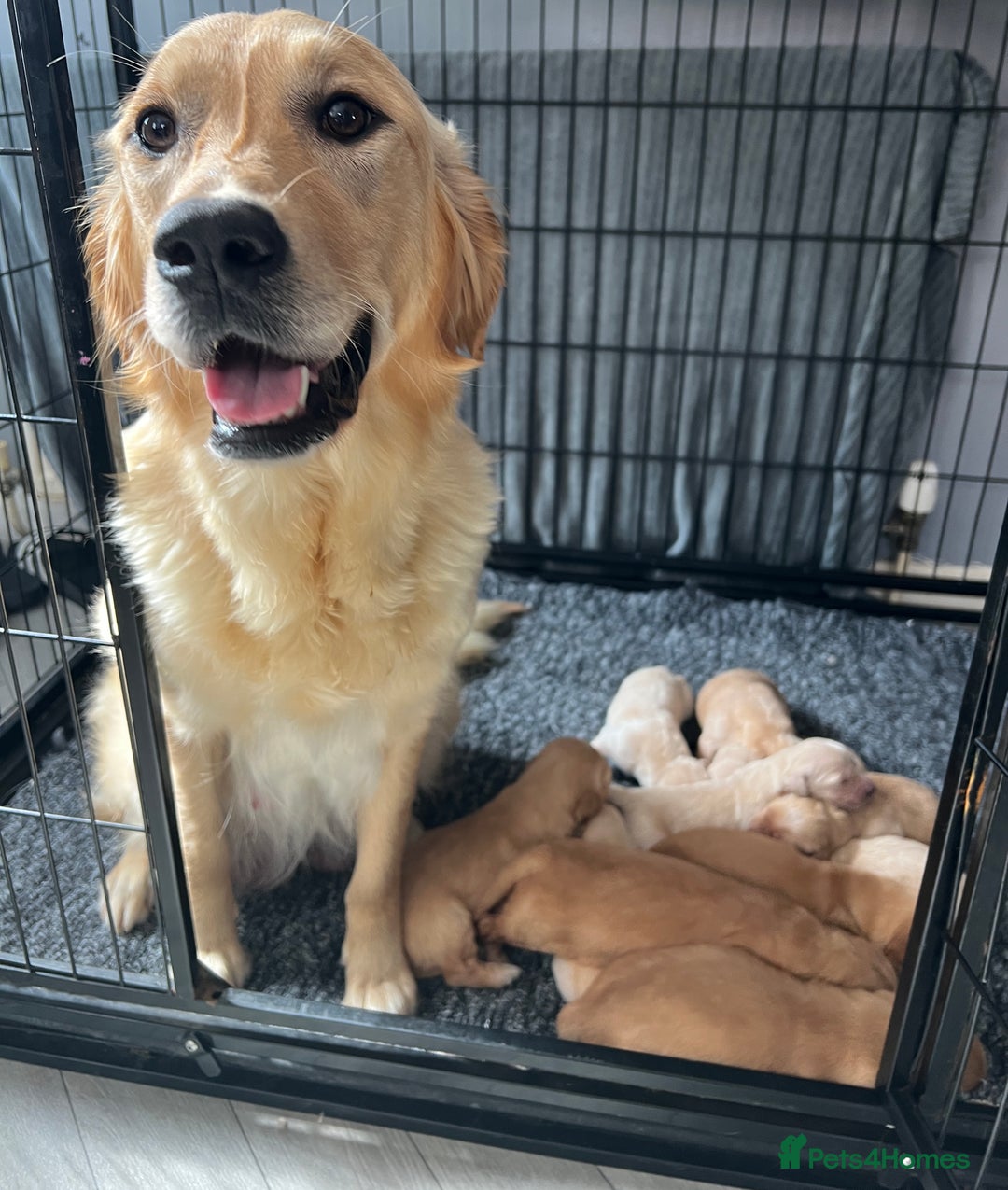 Golden Retriever dogs for sale: KC, Extensively health tested golden retrievers - Image 2