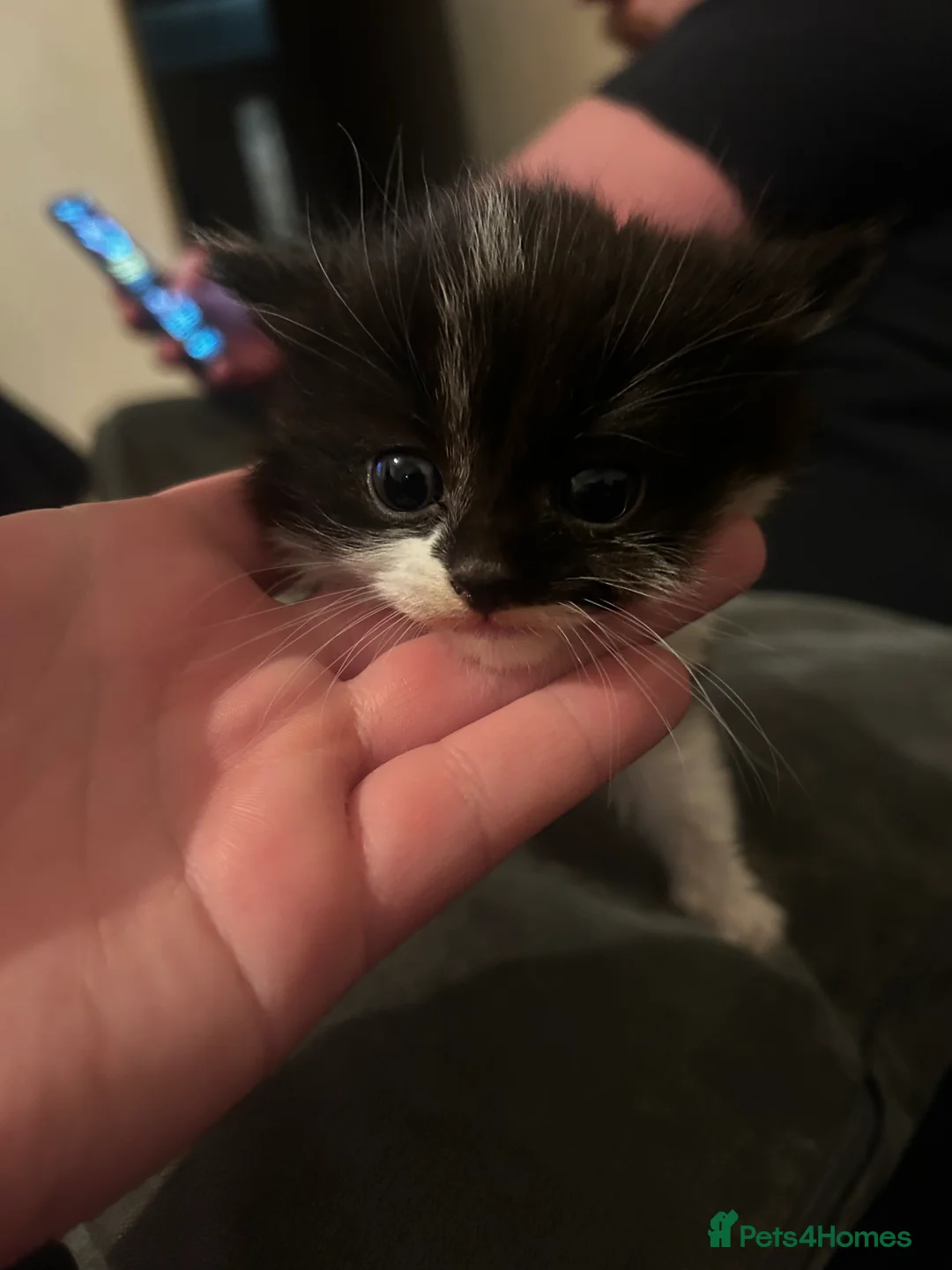 Mixed Breed cats for sale: Black and white kittens - Advert 2