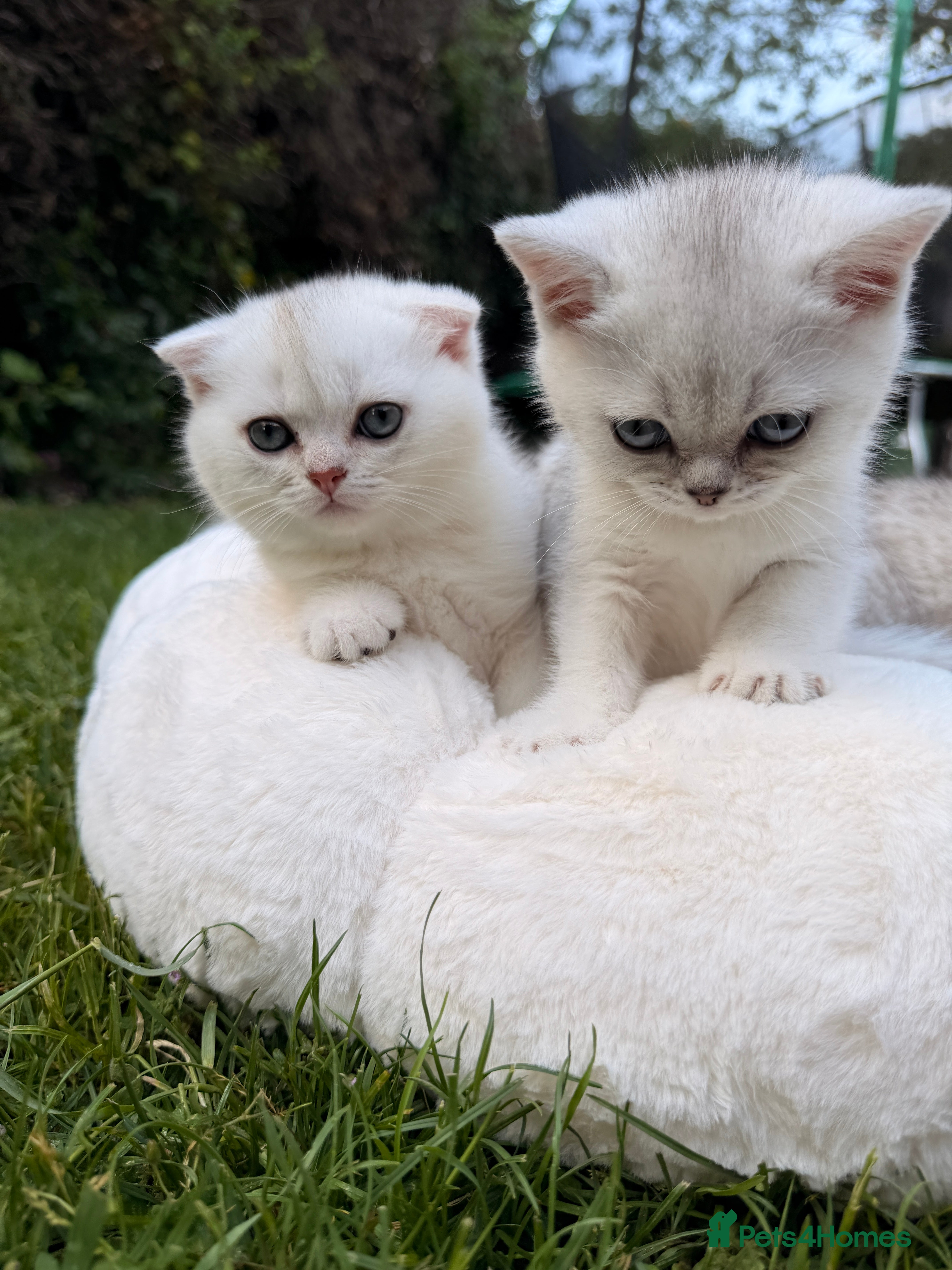 Scottish Fold cats for sale: Rare White Scottish Fold Kittens With Blue Eyes🩵 - Advert 11