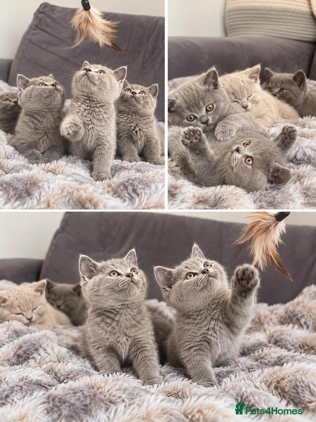 British Shorthair cats for sale: 6 gorgeous bsh for sale ❤️ - Advert 2