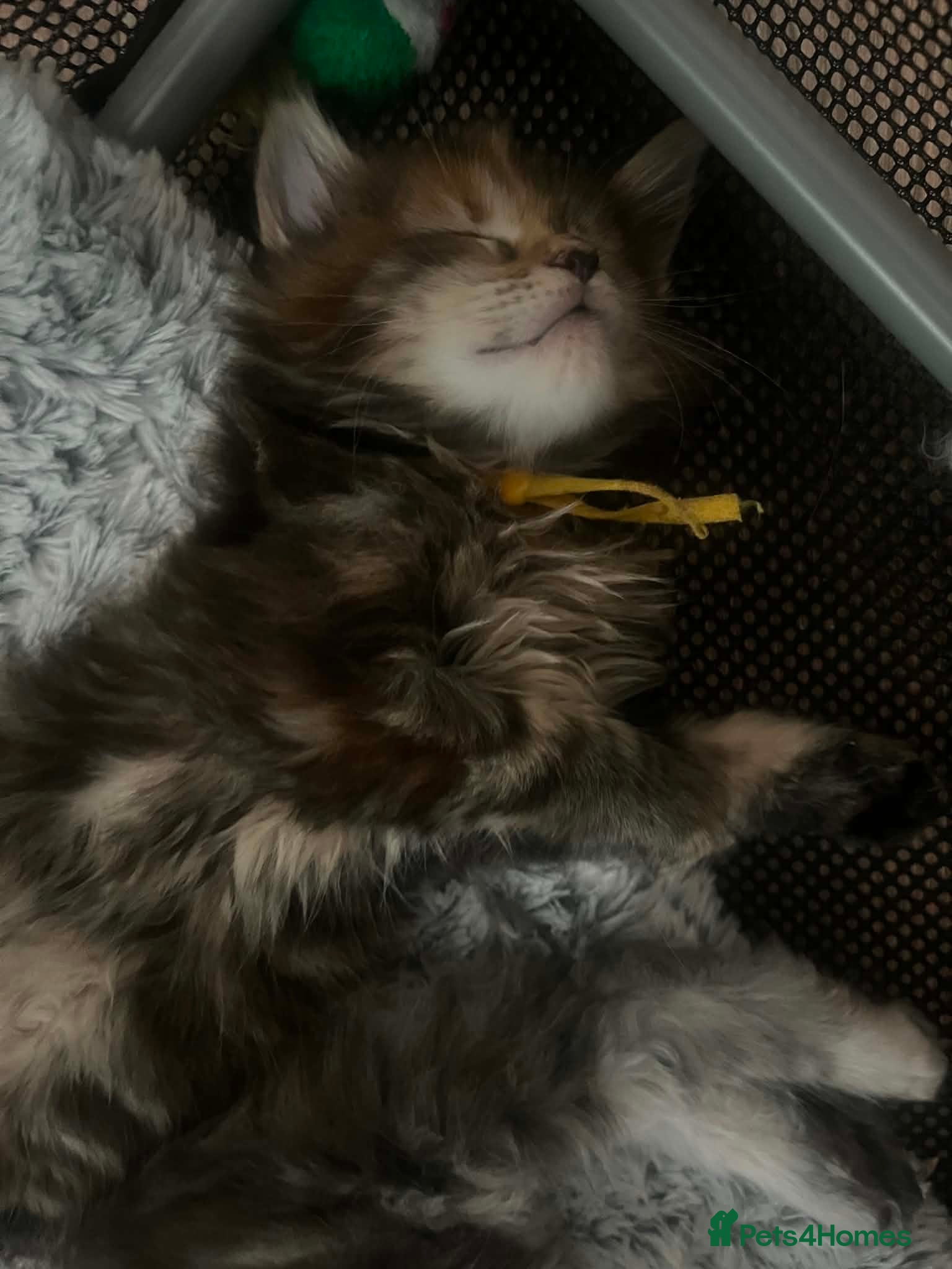 Maine Coon cats **PURE Maine Coon Kittens** 2 Boys / 4 Girls - Advert 2