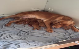 Cocker Spaniel dogs for sale: KC LITTER OF 8 GOLDEN/RED WORKING COCKER SPANIELS - Image 4