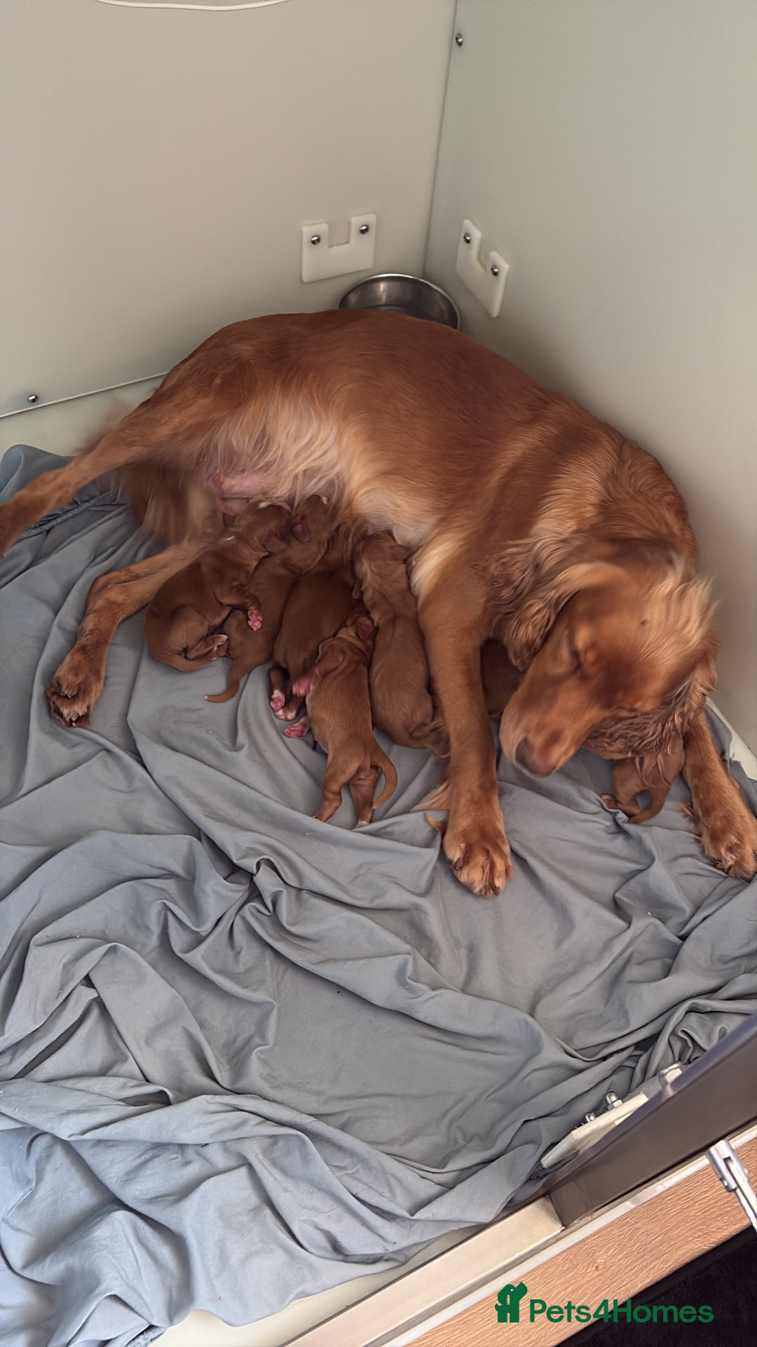 Cocker Spaniel dogs for sale: KC LITTER OF 8 GOLDEN/RED WORKING COCKER SPANIELS - Image 4