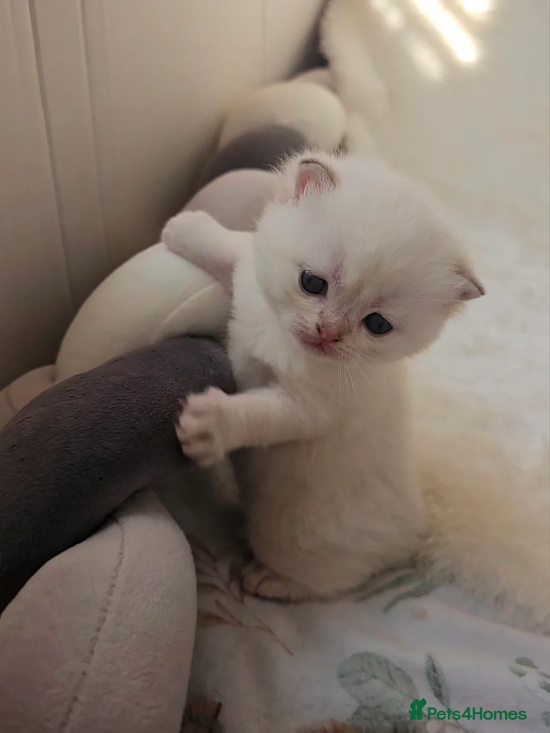 Scottish Fold cats for sale: Pedigree SF kittens😻READY FOR RESERVATION - Advert 17