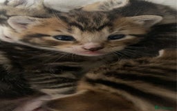 Mixed Breed cats for sale: BengalXTabby kittens LAST BOY LEFT NOW - Image 20
