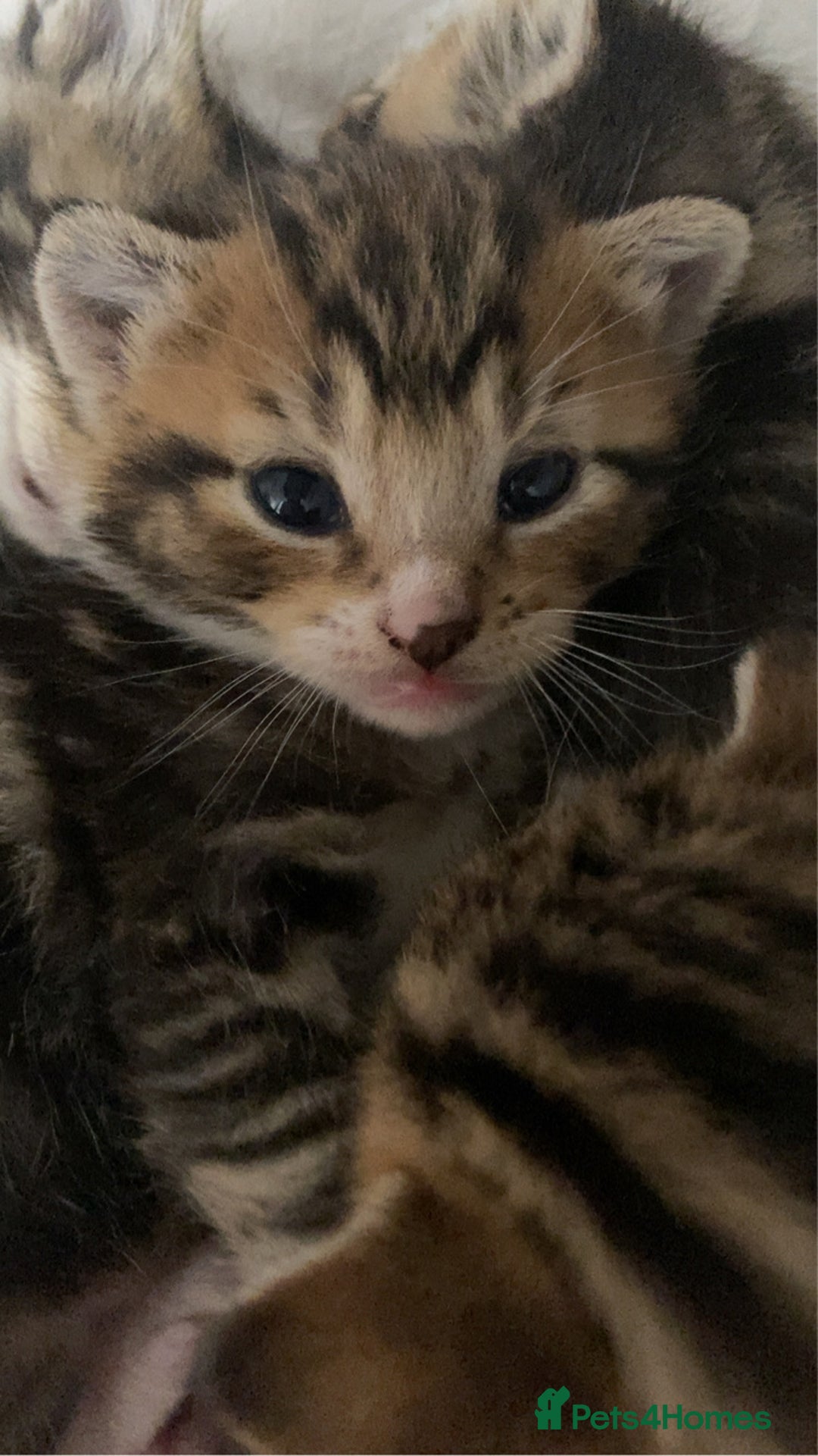 Mixed Breed cats for sale: BengalXTabby kittens LAST BOY LEFT NOW - Image 20