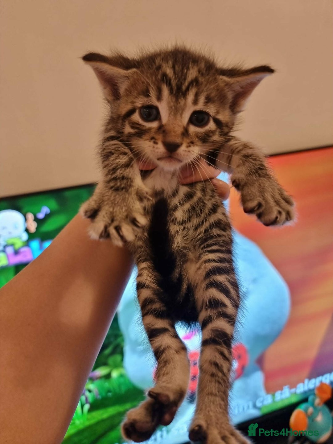 Mixed Breed cats for sale: Bangal Cross kittens  - Advert 1