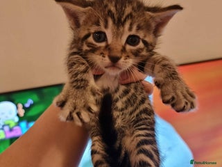 Mixed Breed cats Bangal Cross kittens - Advert 1