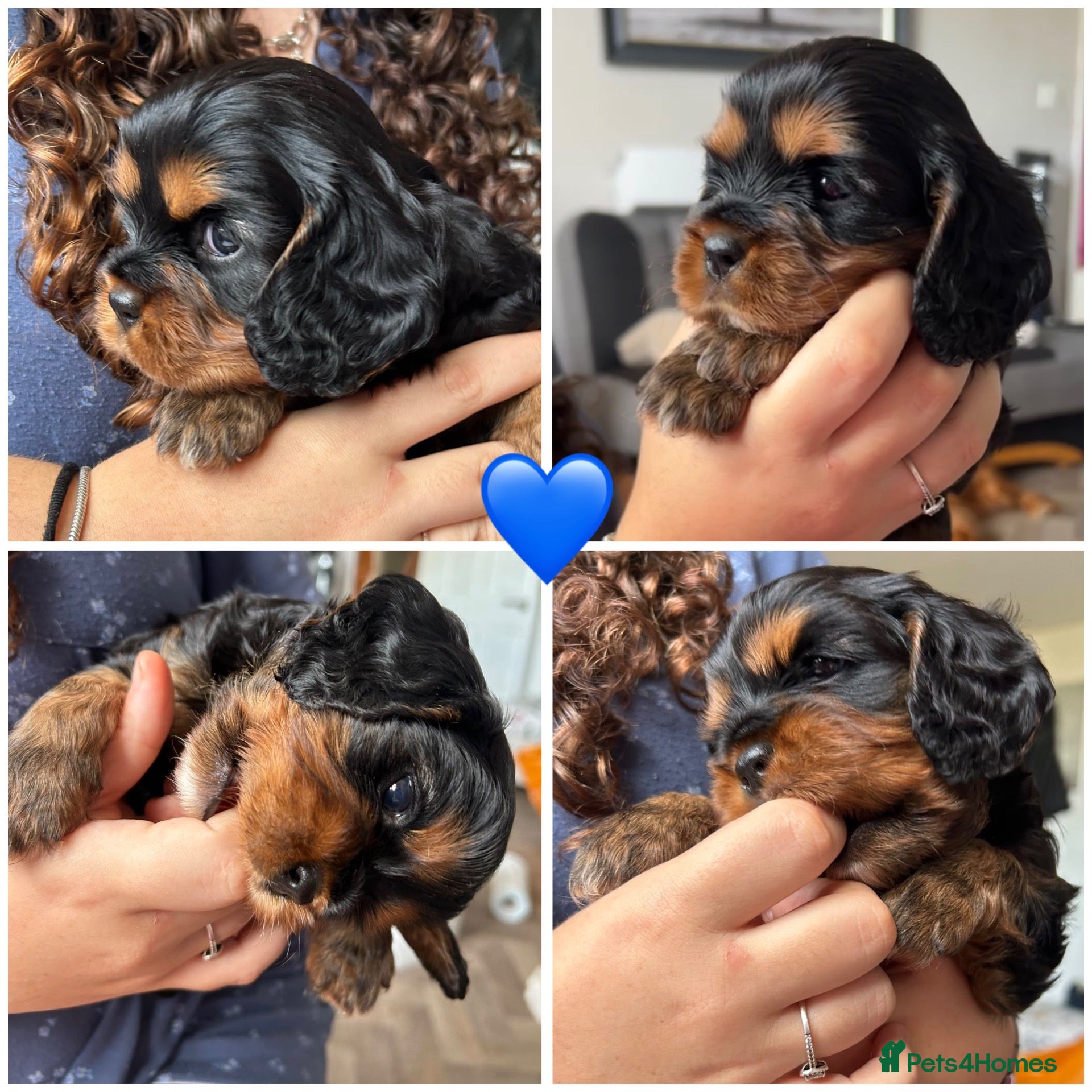 Cavalier King Charles Spaniel dogs Exquisite CKCS Pups - Coi 1%!!!  - Advert 1