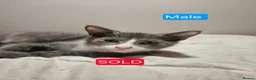 Russian Blue cats for sale: 1 Female Russian Blue X kitten Left  in Bedford - Advert 9