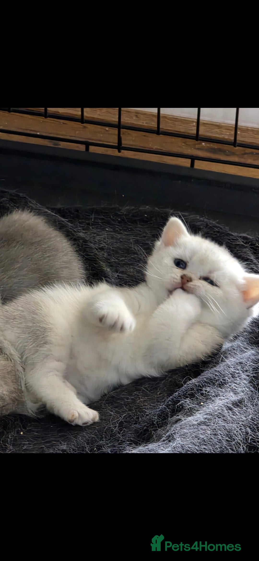 British Shorthair cats for sale: Pedigree British Short-hair kittens  - Image 25