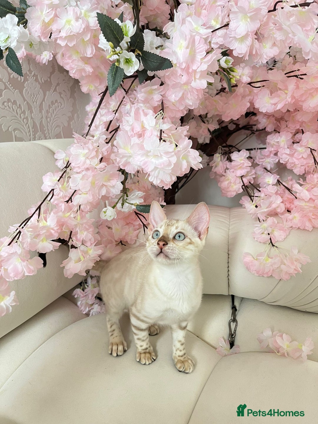 Bengal cats for sale: OUTSTANDING TICA REG BENGAL KITTENS  - Image 6