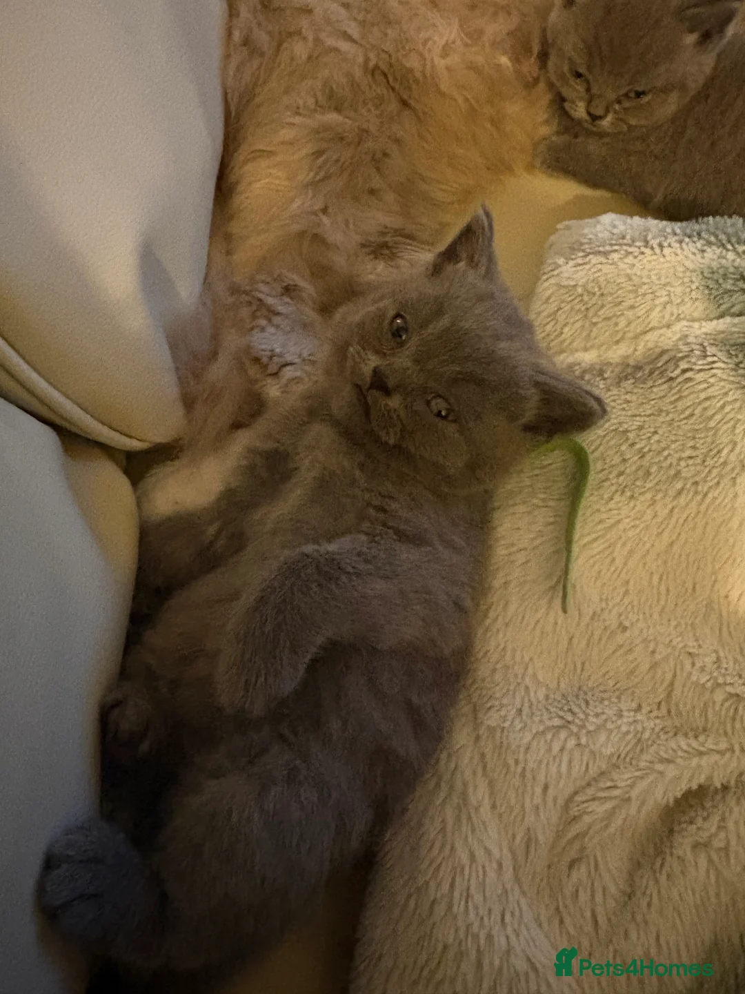 British Longhair cats for sale: British longhair  - Advert 12
