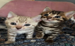 Bengal cats for sale: Stunning brown TICA reg boy bengal kitten - Image 11