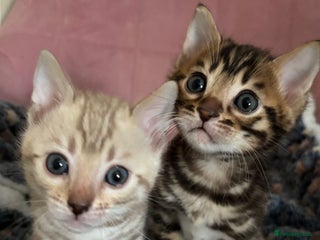 Bengal cats - Advert 14