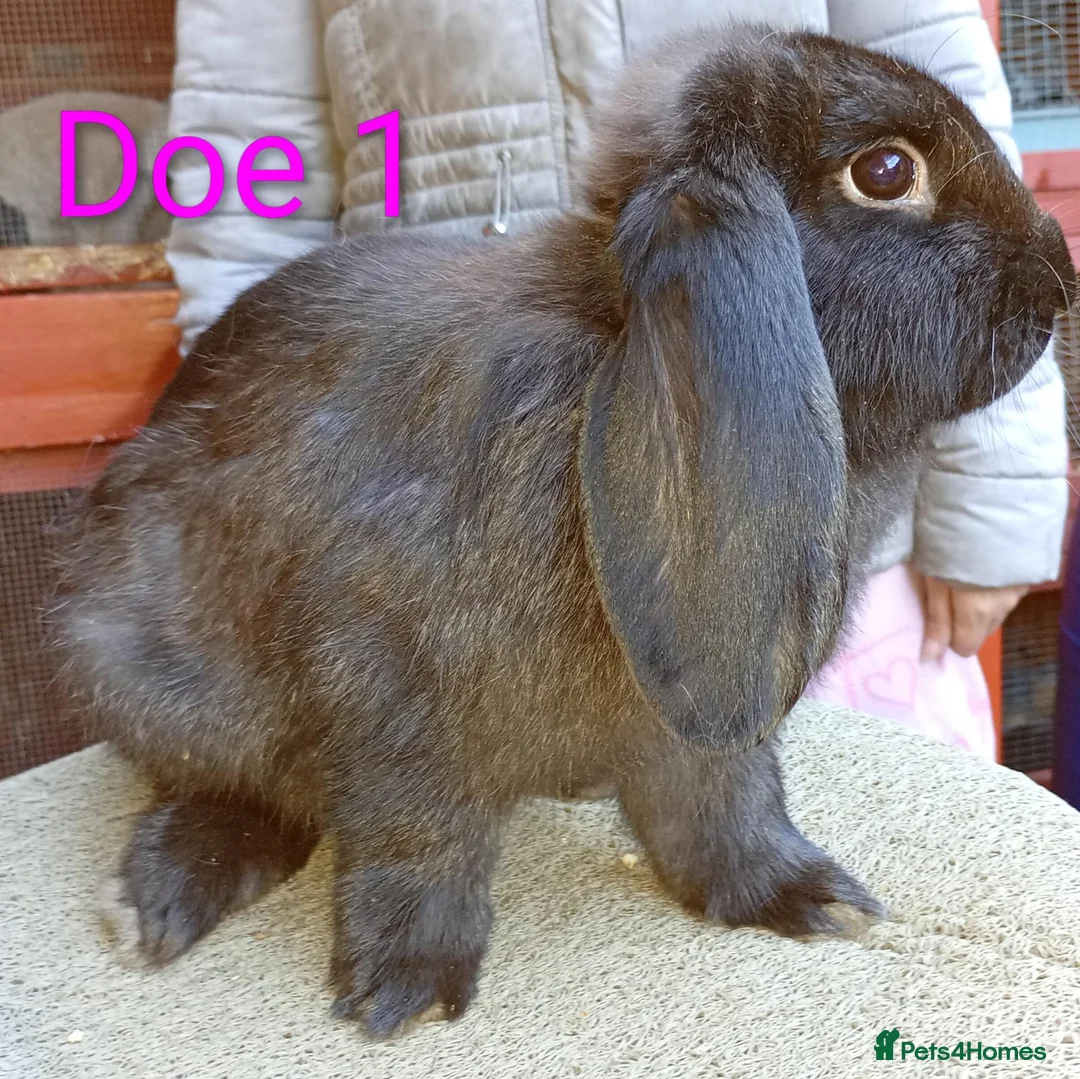 French Lop rabbits for sale: French lop  - Advert 2
