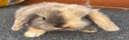 Mini Lop rabbits for sale: STUNNING PURE BREED MINI LOPS AMAZING COLOURS - Advert 16