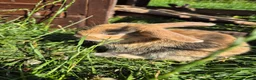 Mini Lop rabbits for sale: mini lop babies for sale - Advert 6