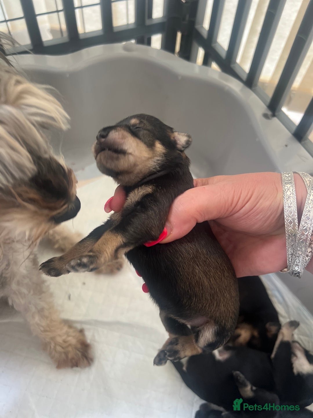 Miniature Schnauzer dogs for sale: 🐾🐶Schnauzer/Schnoodles🐶🐾 - Image 8