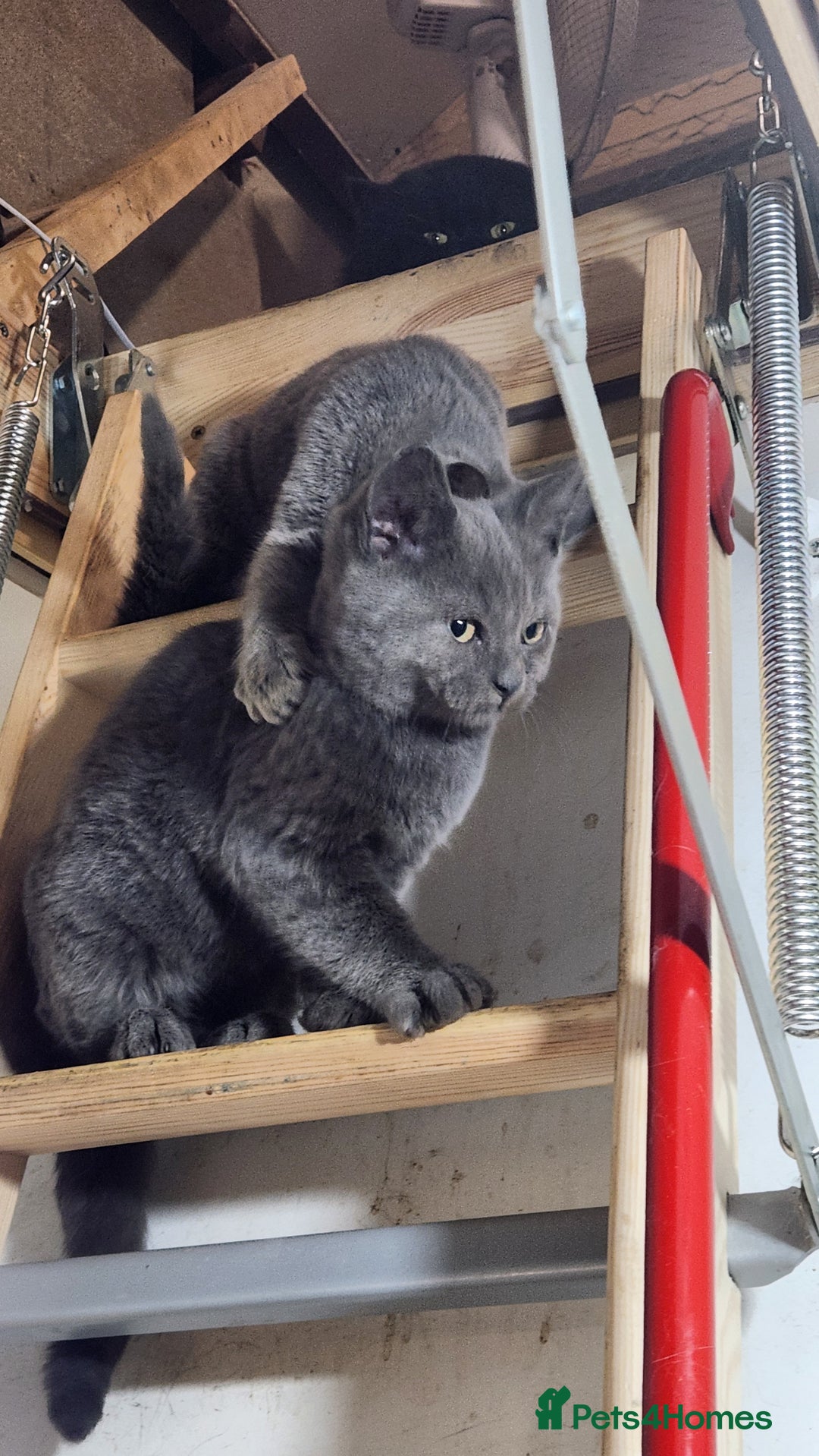 Russian Blue cats for sale: Pure Russian Blue Kittens  - Image 4