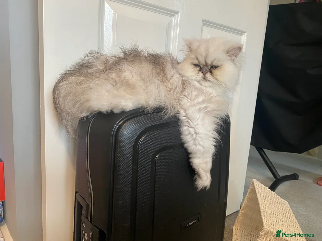 Persian cats for sale: Chinchilla Persian - Advert 2