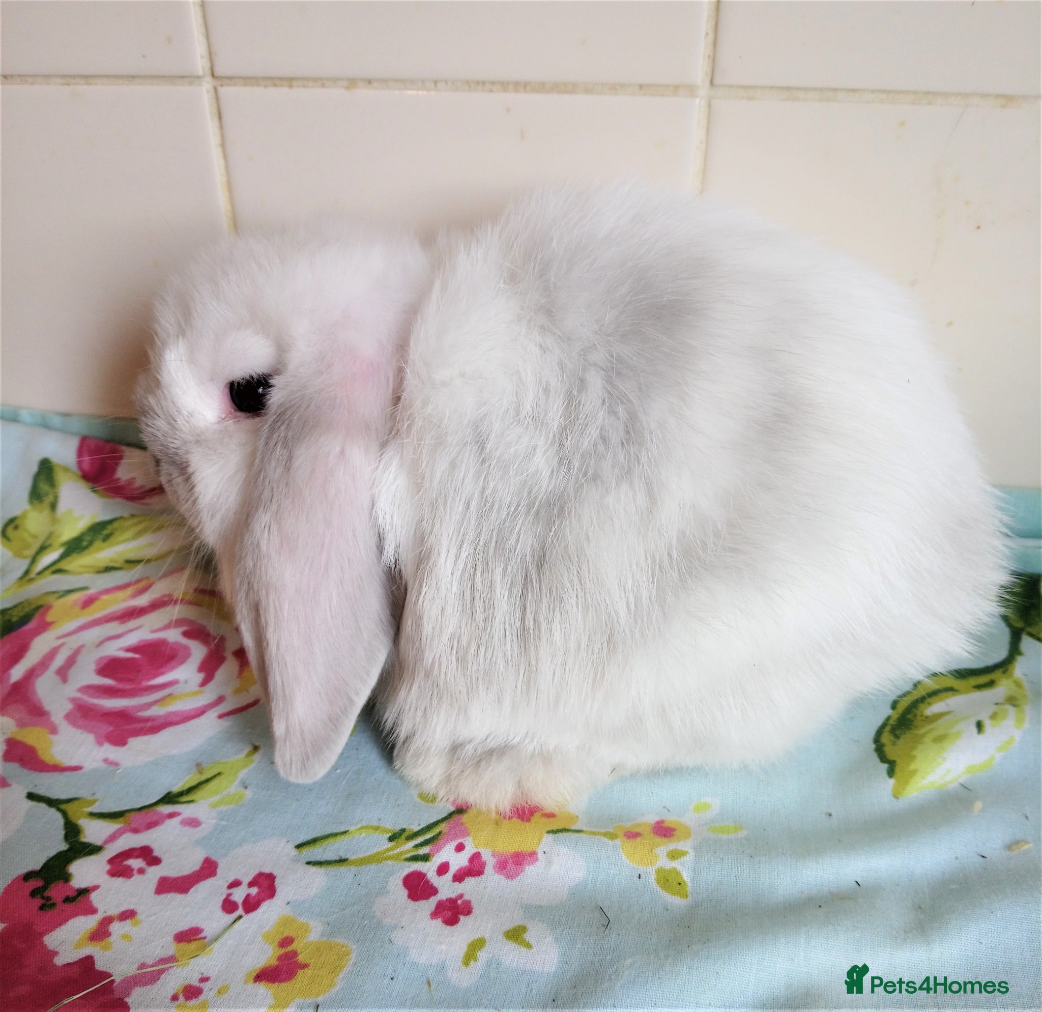 Mini Lop rabbits Pedigree Mini Lops - Advert 2