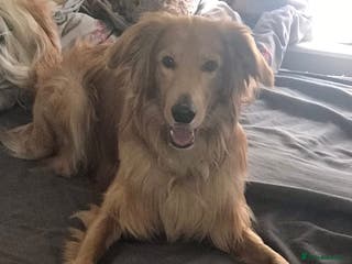 Mixed Breed dogs Bailey - Advert 20