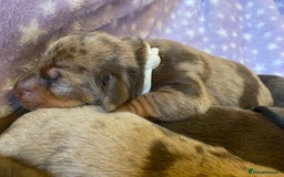 Miniature Dachshund dogs for sale: Sweetest Miniature Dachshund Pups - Image 8
