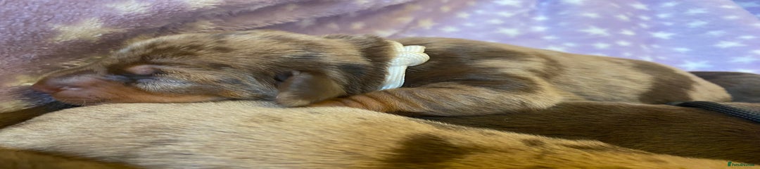 Miniature Dachshund Puppy 3