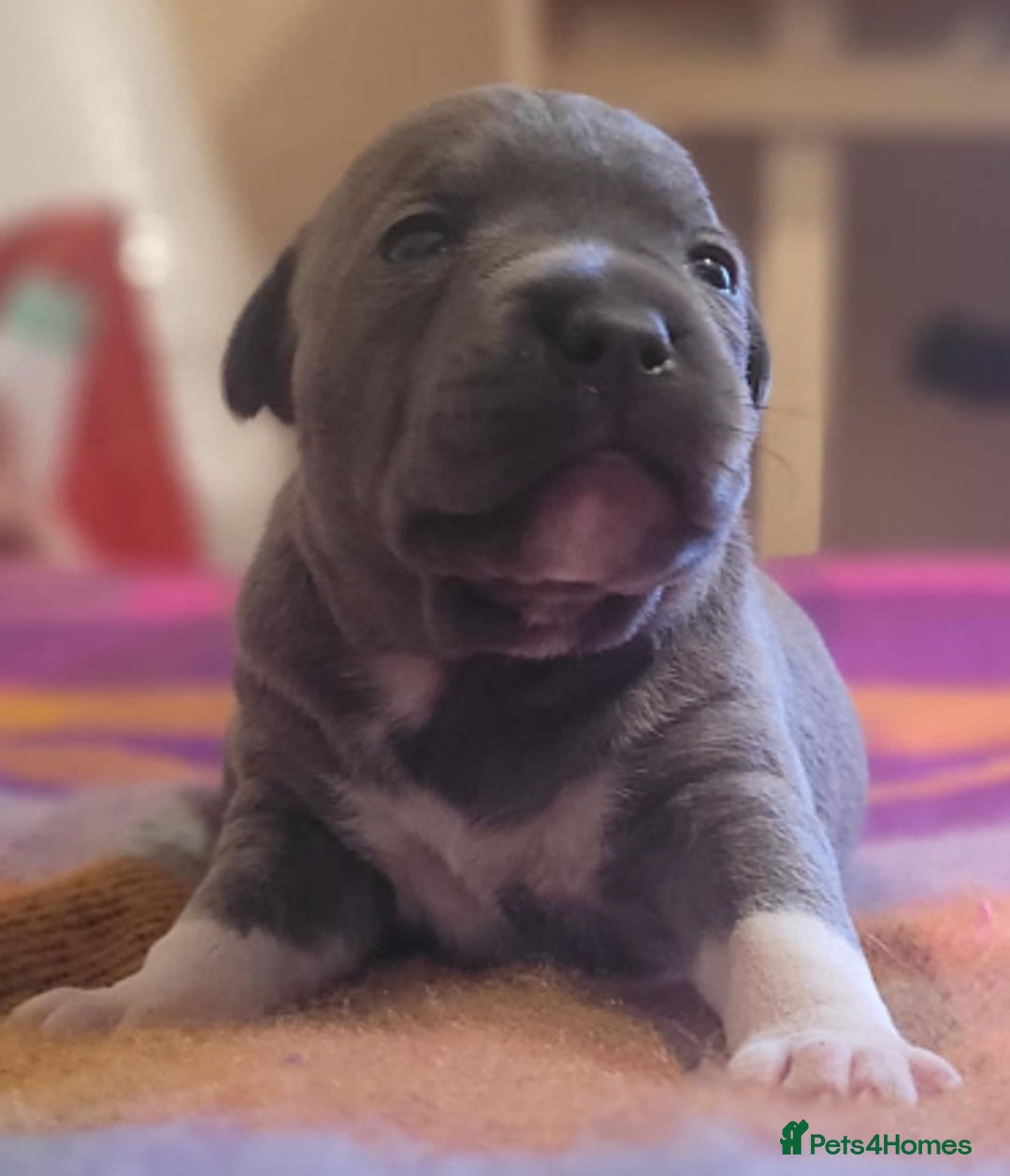 Staffordshire Bull Terrier dogs for sale: Kc Blue Staff pups - Advert 8